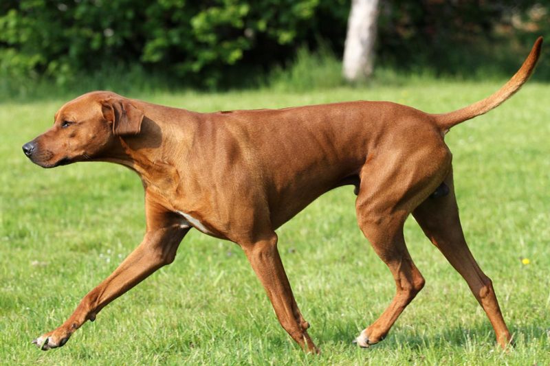 Joker – Chaka Zulu – Rhodesian Ridgeback