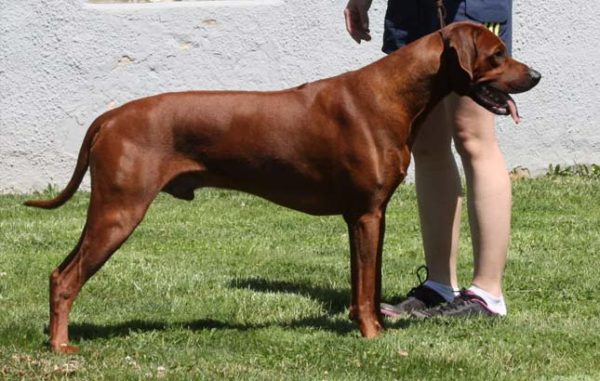 Unsere Hunde – Chaka Zulu – Rhodesian Ridgeback