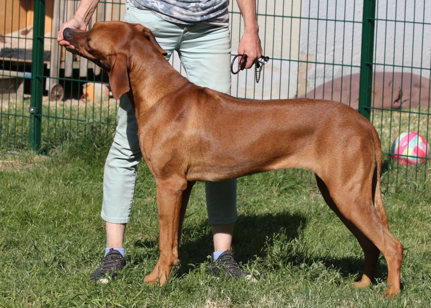Shakuru Rhodesian Ridgebacks Unsere Hunde - Chaka Zulu - Rhodesian Ridgeback