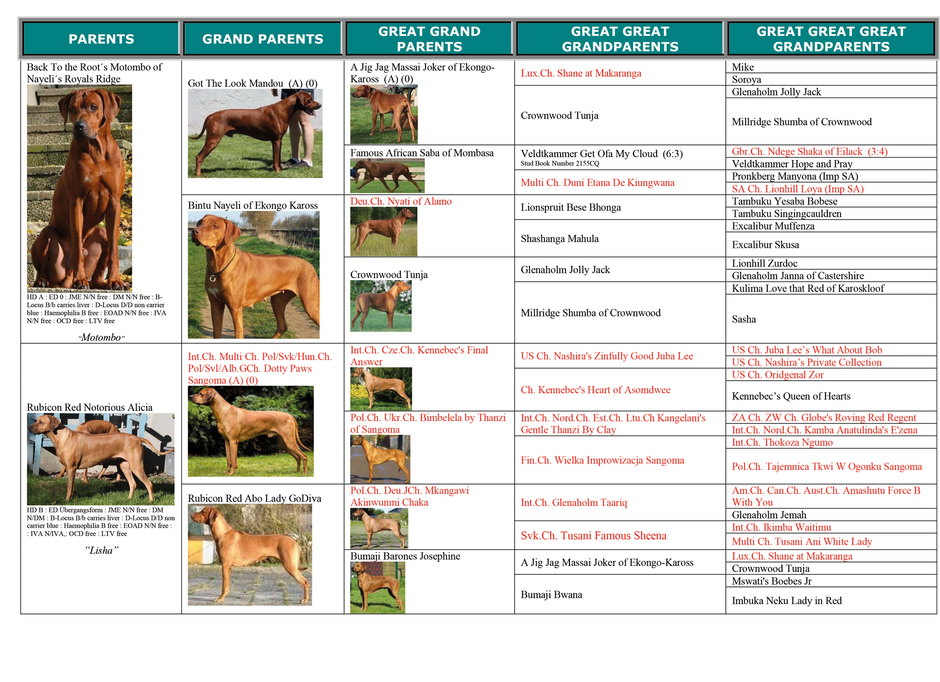 Motombo of Nayeli’s Royal Ridge X Rubicon Red Notorious Alica